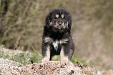 DOGUE DU TIBET 521